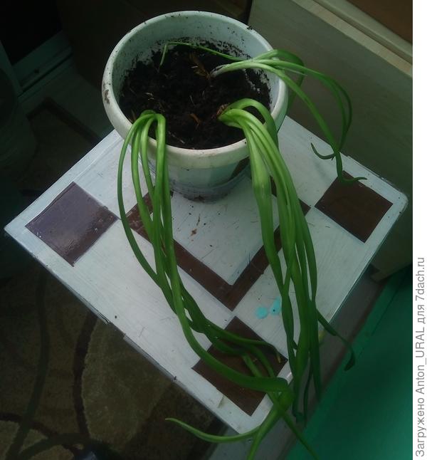 Гиацинт распался на отдельные луковки