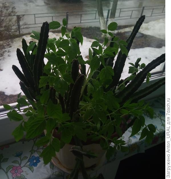 Томато-стапелия