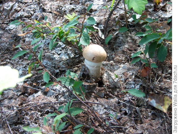 Гриб в Алтайском лесу (август)