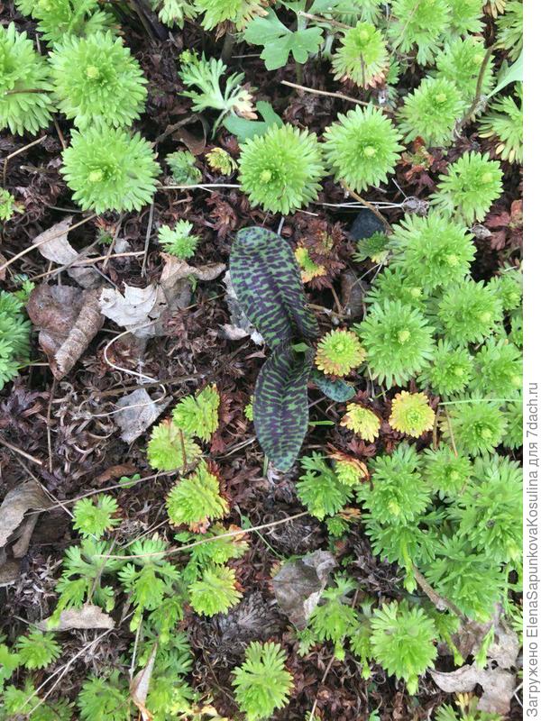 Подскажите пожайлуста, что это за растение с черными пятнами на листе?