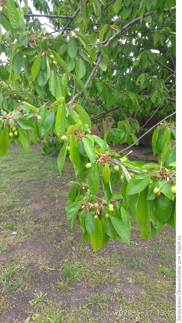 Здоровая черешня