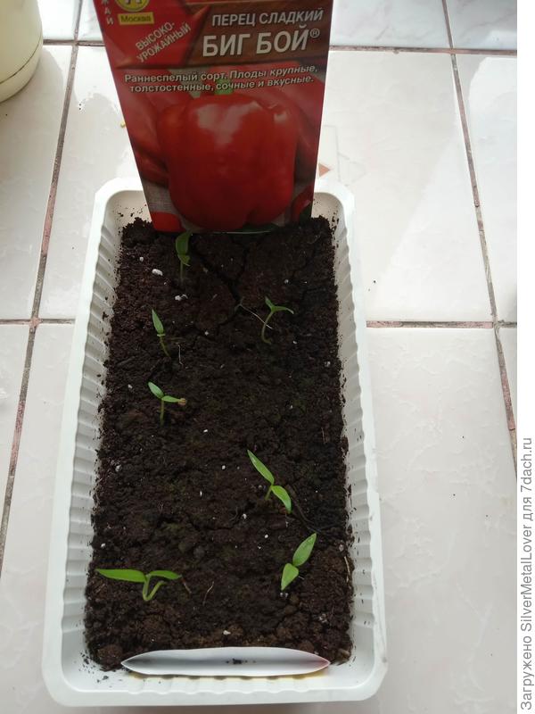 Контроль всходов 16.03.2019