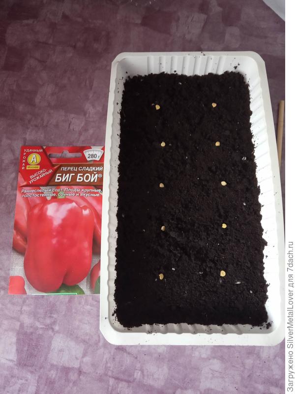 Для теста из общего количества было взято по 10 семян. Посадки были произведены 1.03.2019 в чуть влажную землю и при комнатной температуре, дальше контейнеры уехали на ПМЖ, на солнечный подоконник.