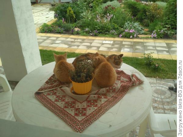 &amp;quot;Нас утро встречает... котами!&amp;quot;