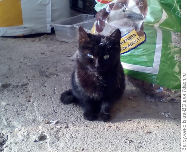 вот он - Чертёнок. Еле поймала чтобы сфотать