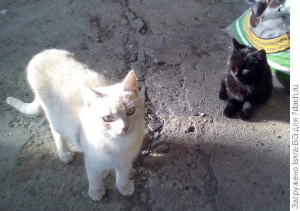 В сравнении с одним из наших