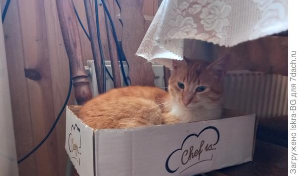 Шеф здесь - Я!!!