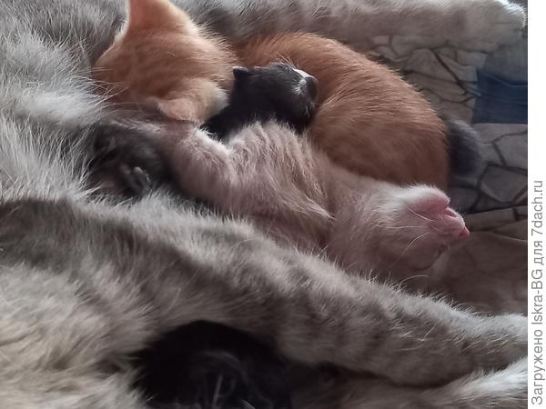 Наелся и отвалился