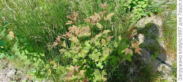 Куст с красными листьями