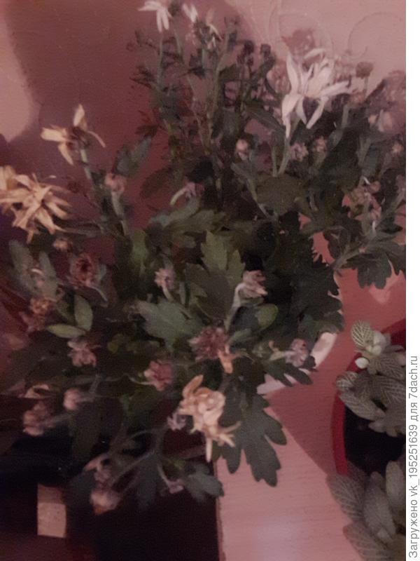 Хризантема в горшке: как ухаживать за хризантемами в домашних условиях | Цветок в доме