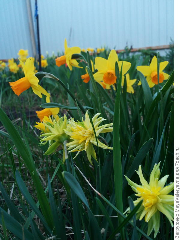 Jetfire и  Rip van Winkle