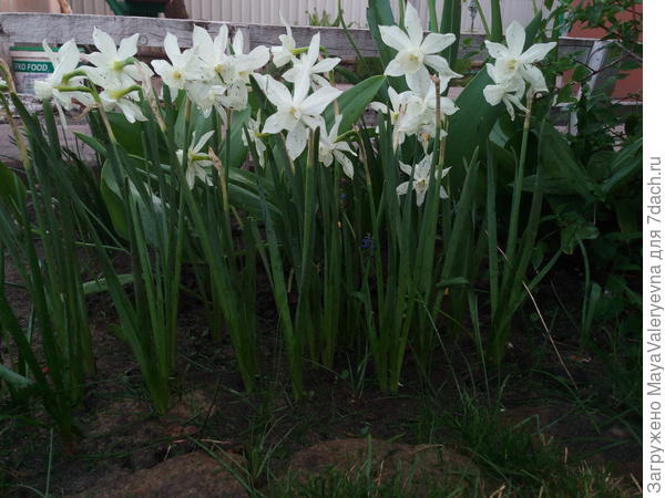 &amp;quot;Талия&amp;quot;