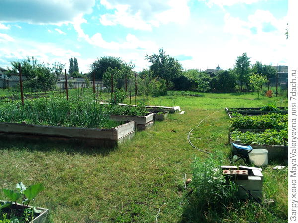 Старые грядки. 2017 год.