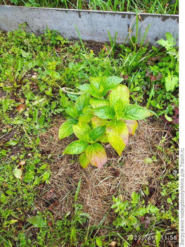 Вот такие листики у гортензии, что делать?