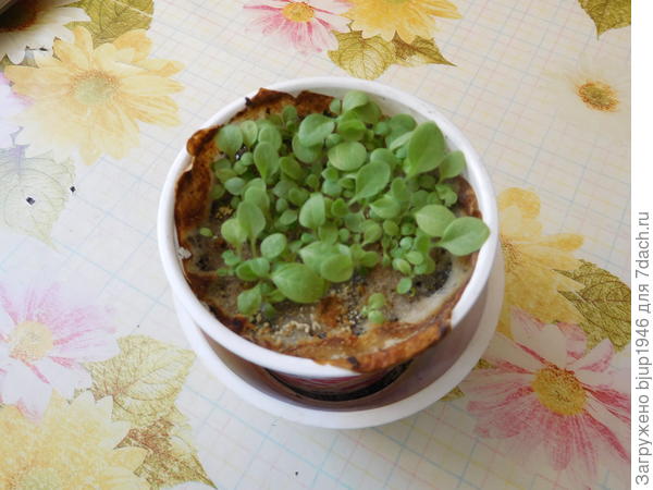 Сейчас этого достаточно для защиты около 50 соток.