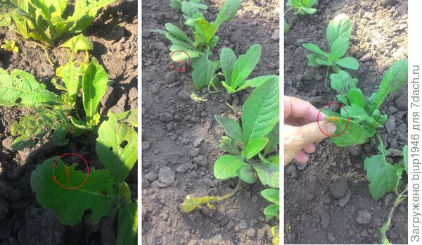 Кладки яиц на Душистом табаке.