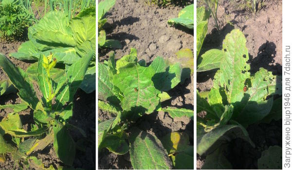 Личинки на Душистом табаке.