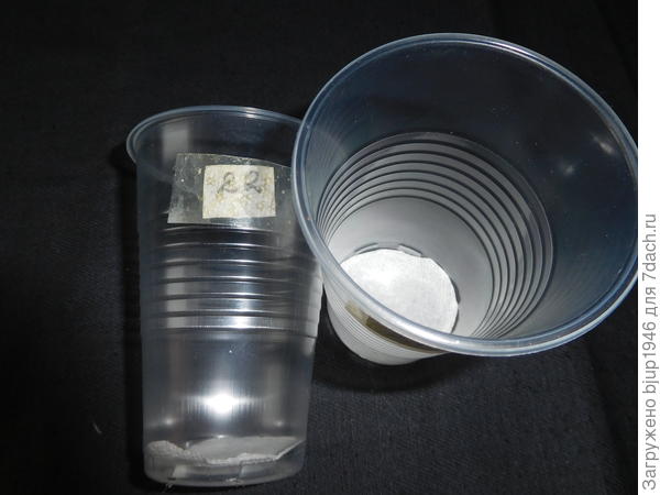 Фото 1. Стаканы пока без земли.