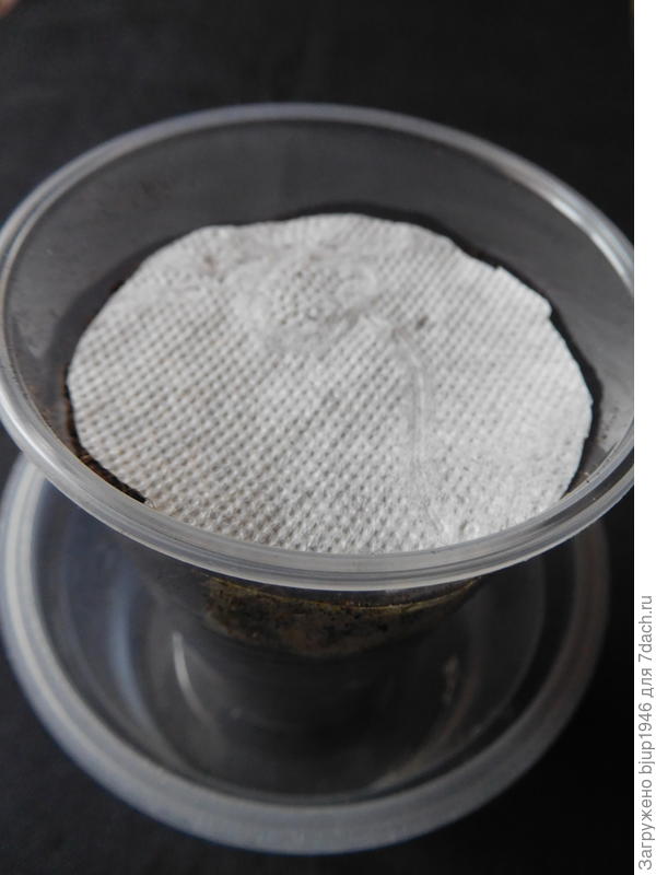 Фото 2. Стаканы с землёй, застеленной белой бумагой в поддоне.