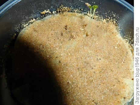 Фото 12. Первые два побега из семян 21-го года.