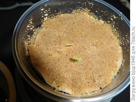 Фото 13. Первый побег из семян 22-го года.