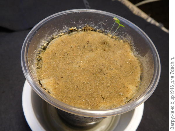 Фото 14. Здесь почти ничего не проклюнулось.