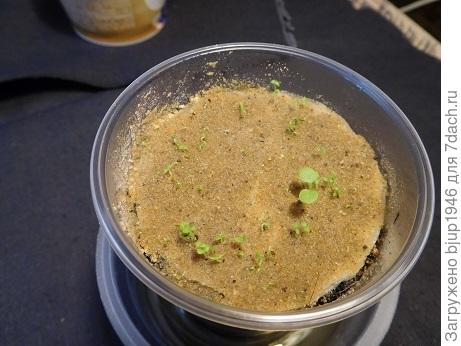 Фото 15. А здесь результат получше.