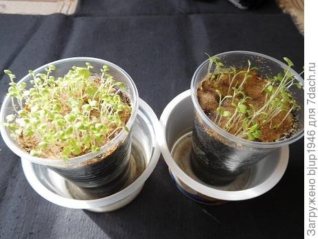 Фото 19. Всходы появились 8 дней назад.