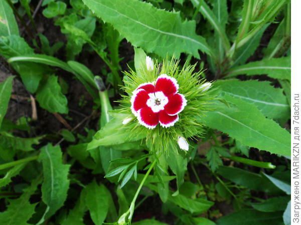 Просто гвоздичка (самосев)