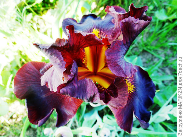 Цветок ириса