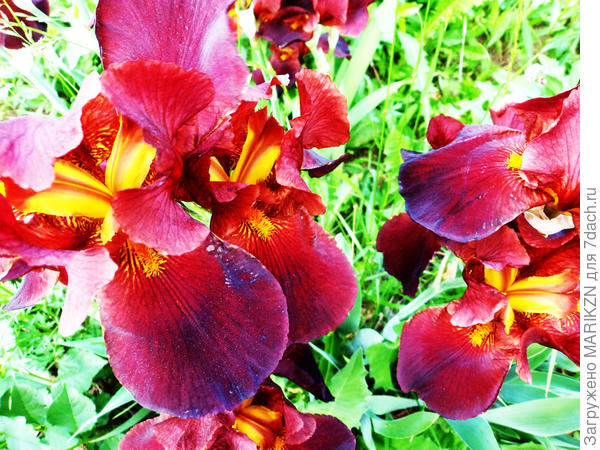 Продолжают цвести ирисы