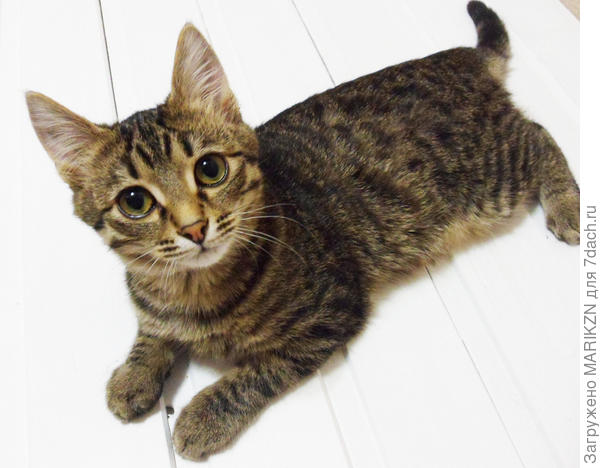 Я Барсик! Давай поиграем!