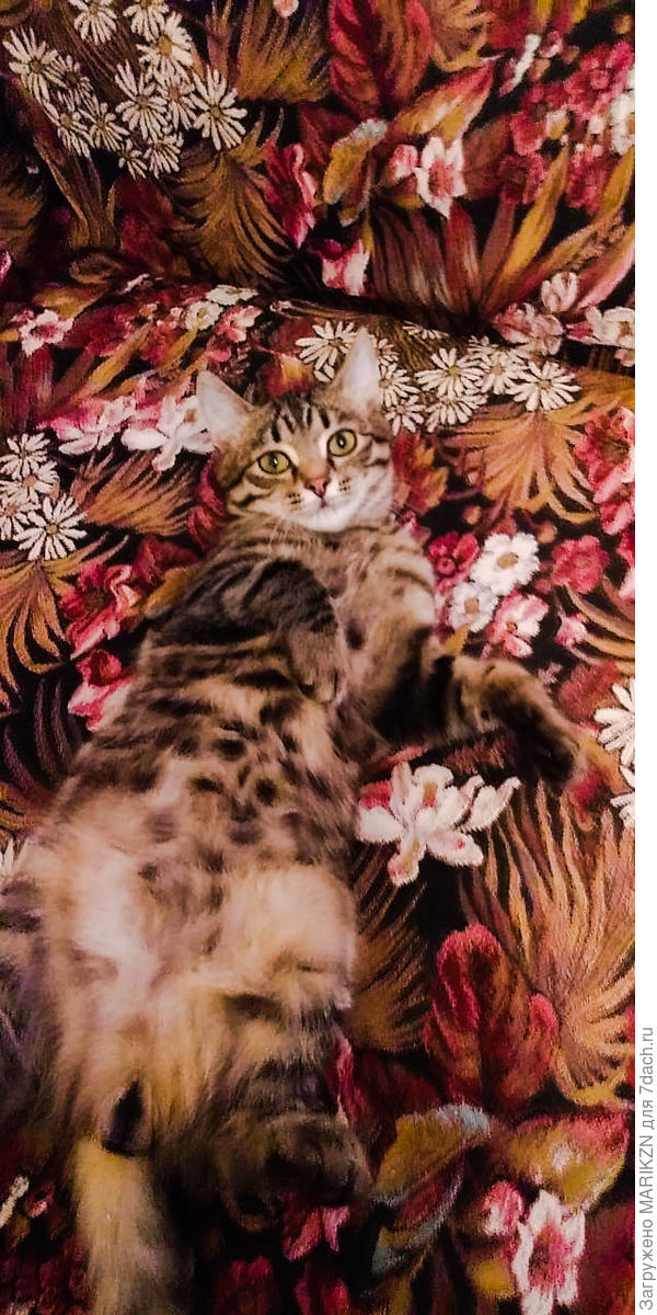 А где же Барсик? Куда спрятался?