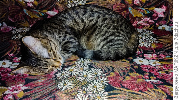 В любимом кресле