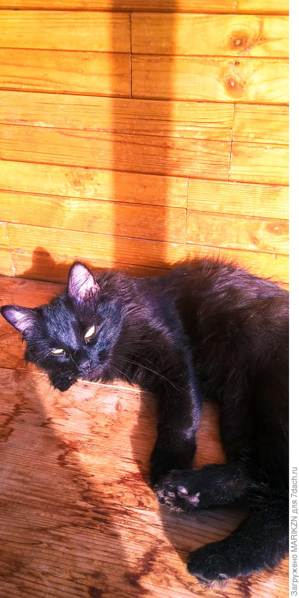 Пригрелась...