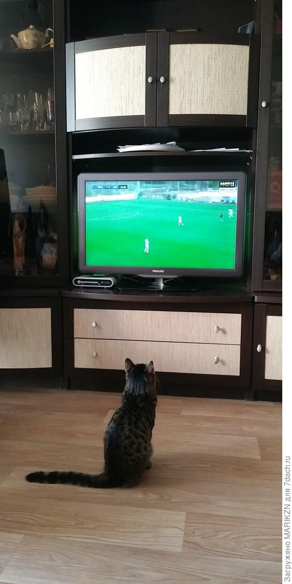 Самый преданный болельщик