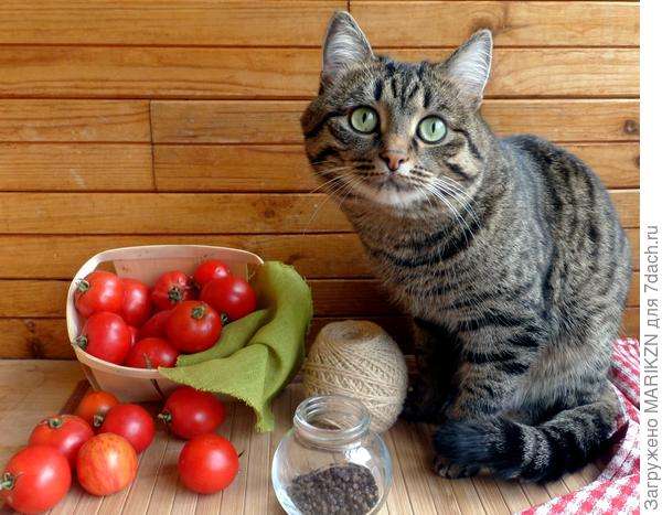 Барсик и помидоры!