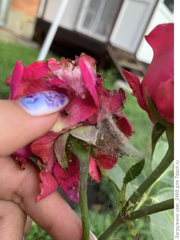 Пауки на розе