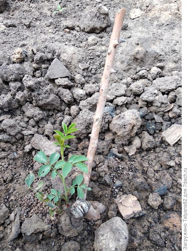 Если правильно понимаю-это дичок?