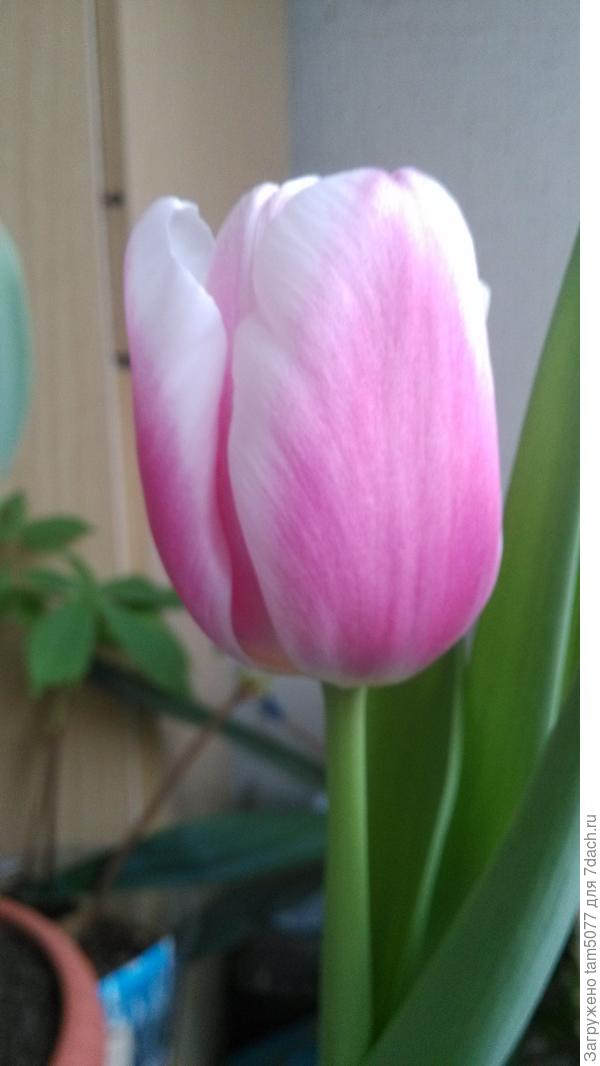 Для Вас, мои дорогие