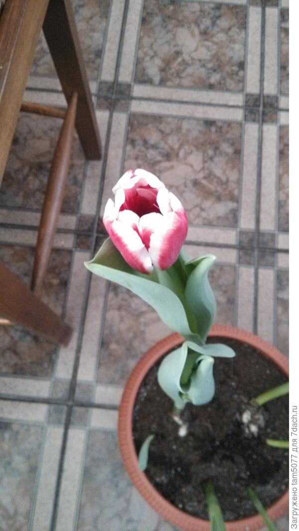 Достала горшок, похвалиться