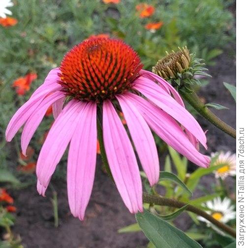 Вместо эхинацеи Даббл Декер