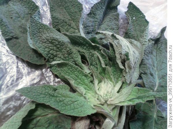 Не подскажете что за растение такое или цветок? Заранее спасибо)))