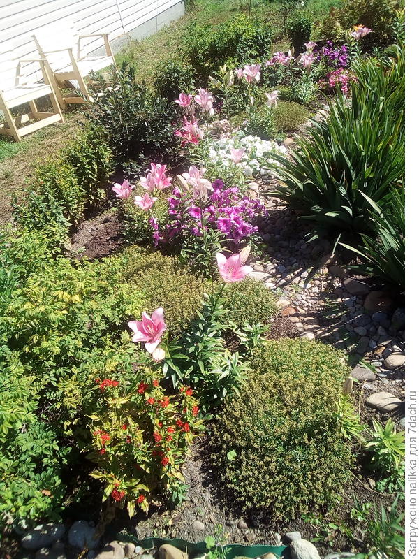 тут еще повторно зацвели маячки (красные), оказалось, что если отстричь от них соцветия облетевшие, то куст будет цвести весь повторно, а не на верху)