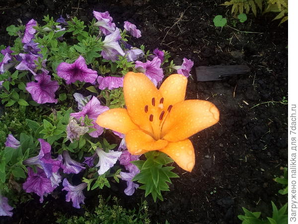 это старые лилии, но не цвели 2 года, поэтому я даже не знала, что у меня есть такой цвет))) ооочень яркий, солнечный