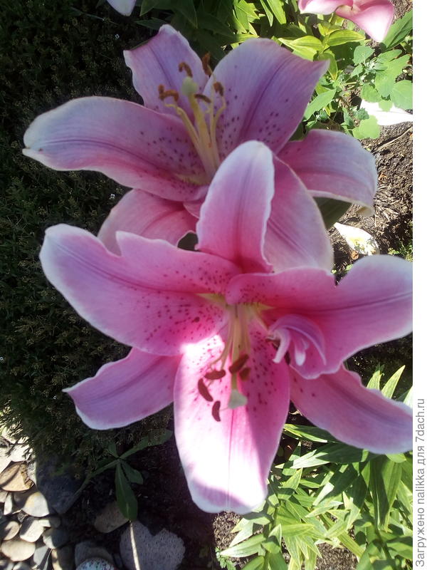 новая азиаточка - еще есть белые и бордовые, все крапчатые, высокие цветоносы (не ломаются, хотя на ветру сидят), много бутонов