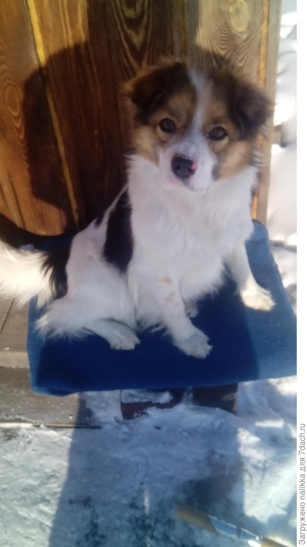 Тихон вообще-то не вредитель как таковой, но может заиграться и напасть на посадки)