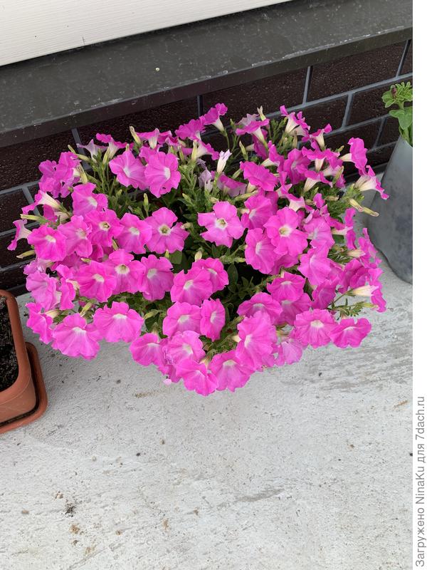 Шапка цветов