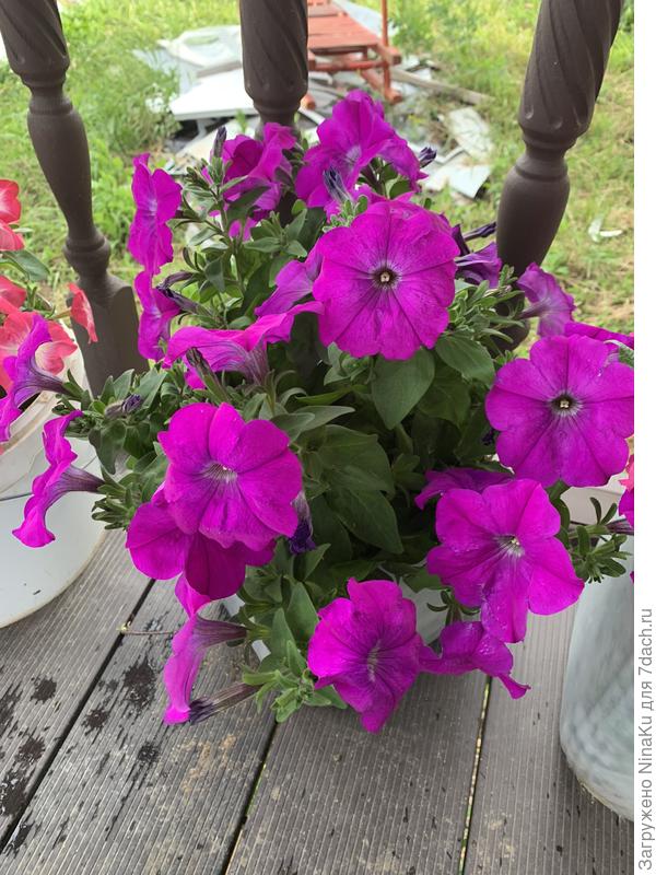 Петуния кустовая