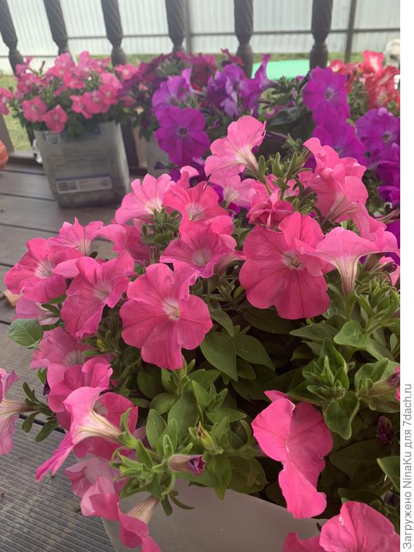 Кустовая многоцветковая петуния